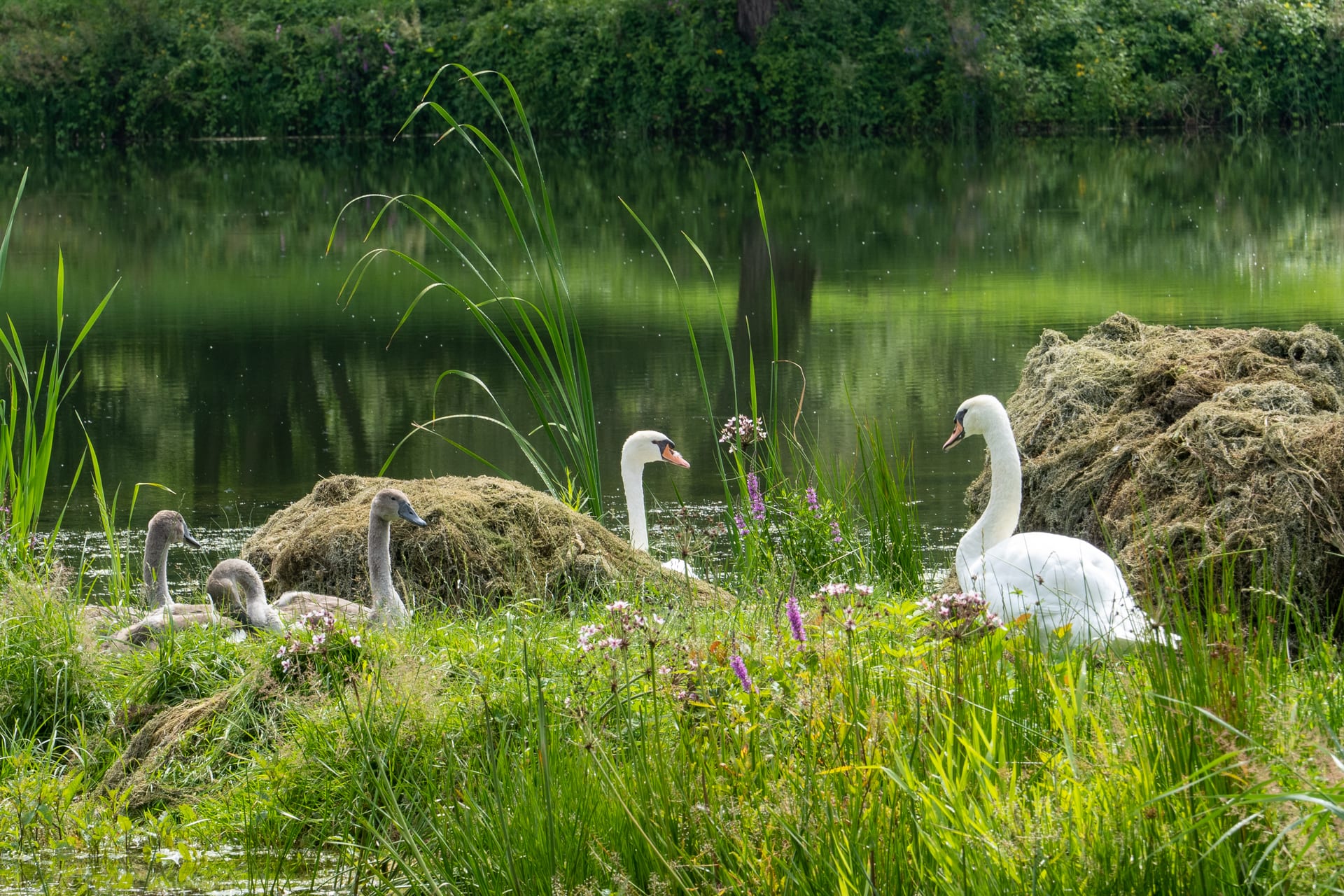 Höckerschwan auf Verlandungsinsel mit Nestmaterial