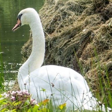 Höckerschwan auf Verlandungsinsel mit Nestmaterial