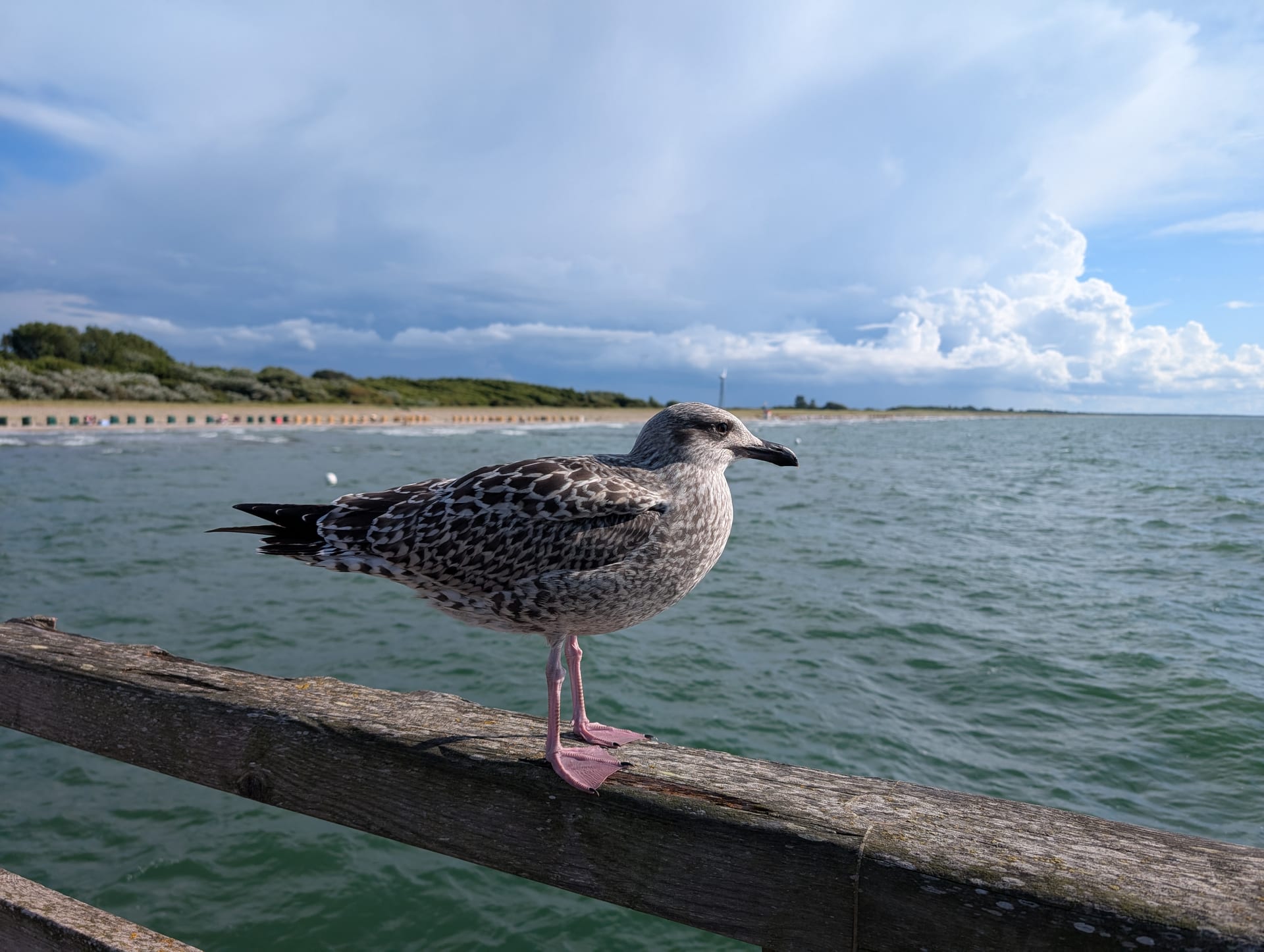 Silbermöwe (Jugendkleid) auf Brandungs- und Wasserlinie der Ostsee