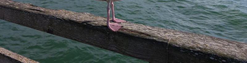 Silbermöwe (Jugendkleid) auf Brandungs- und Wasserlinie der Ostsee