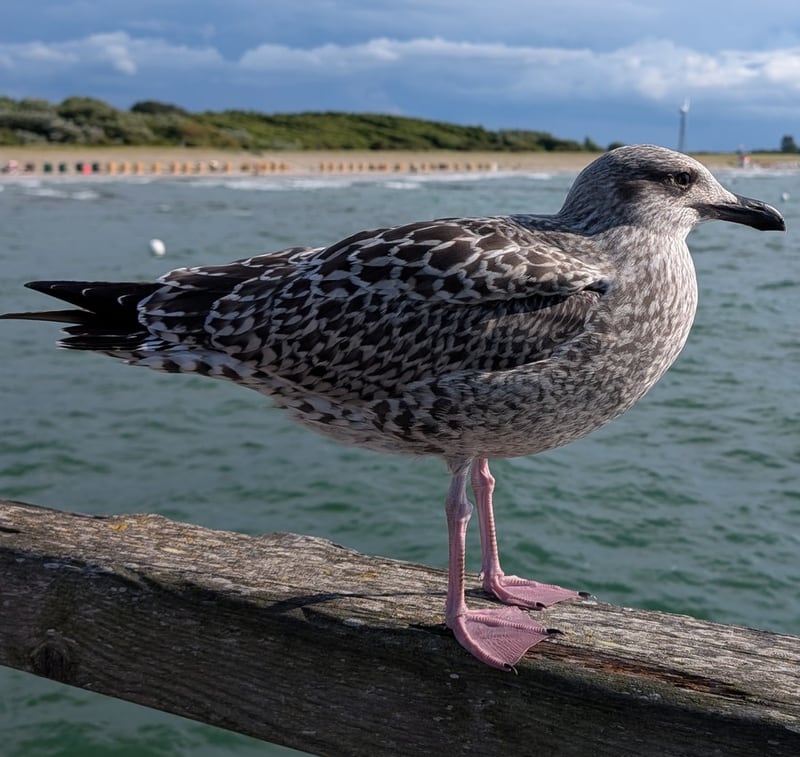 Silbermöwe (Jugendkleid) auf Holzgeländer der Seebrücke als Ansitz