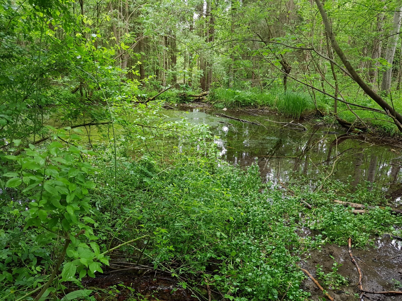 Brunnenkresse auf Schilf-/Grassaum am Tümpelrand