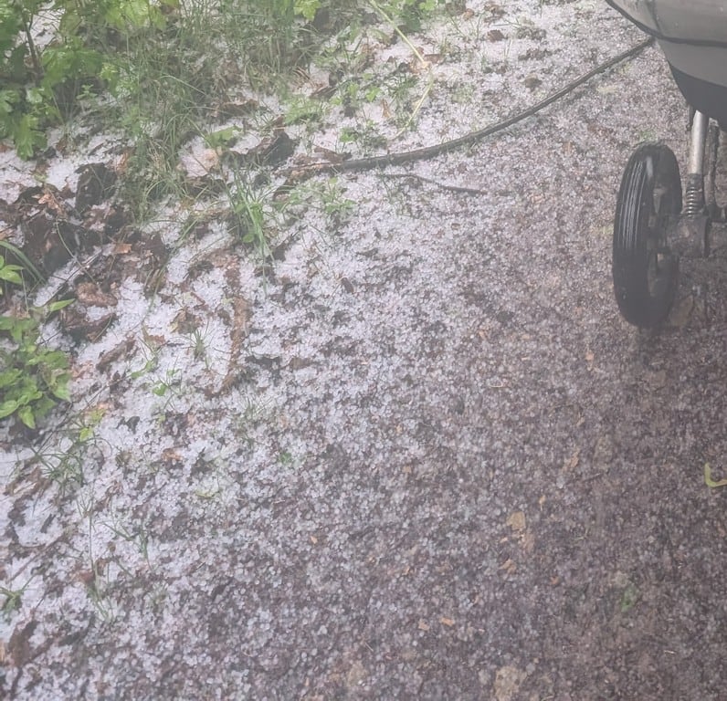 Gemeine Hasel auf Graupelbedeckter Krautsaum am Wegrand