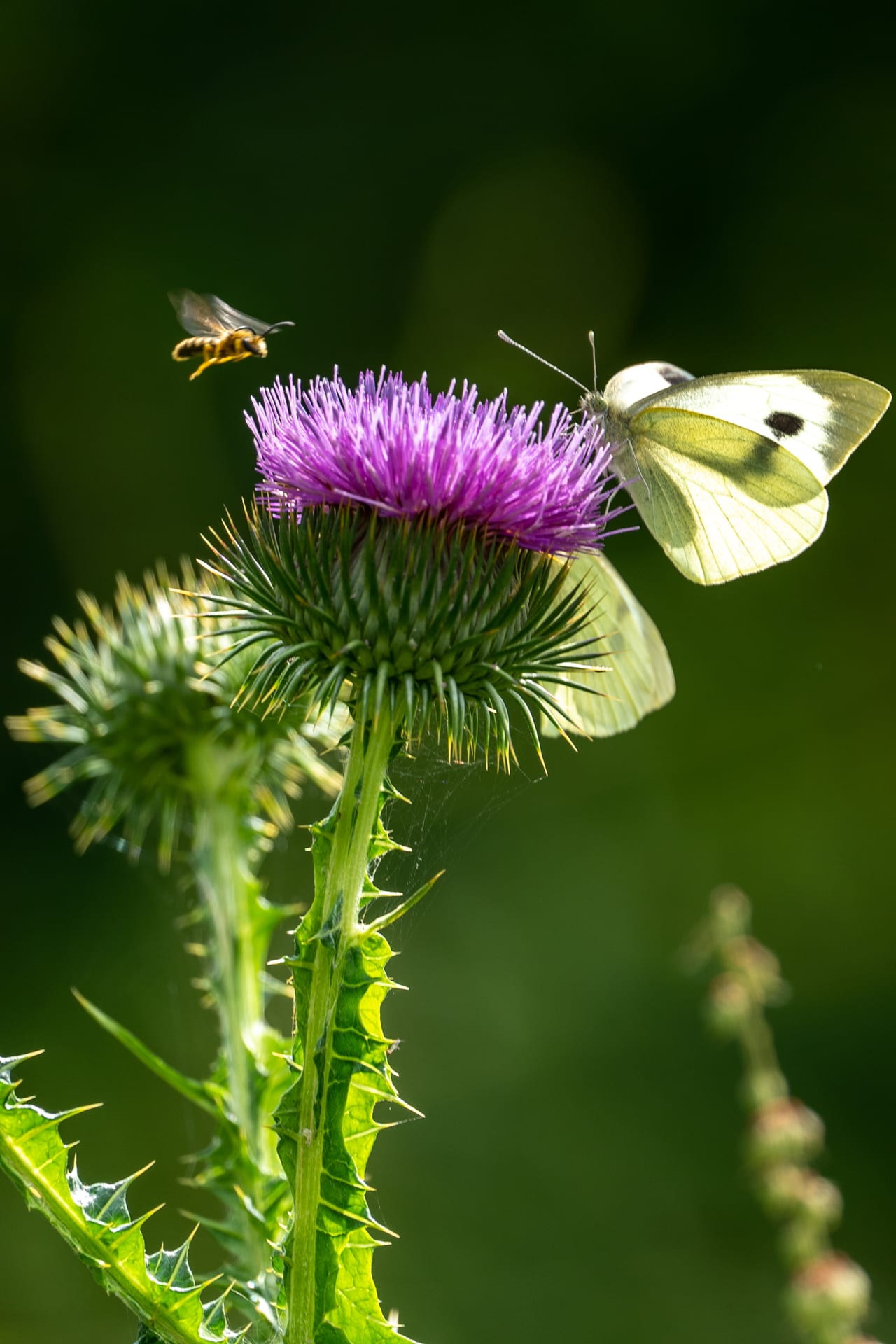 Großer Kohlweißling auf Luftraum über der Blüte