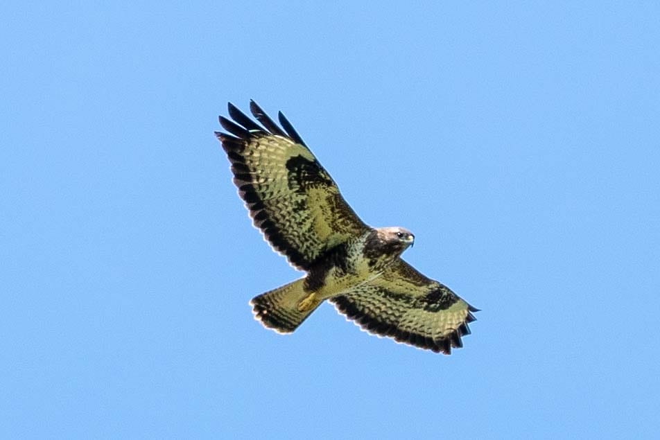 Mäusebussard
