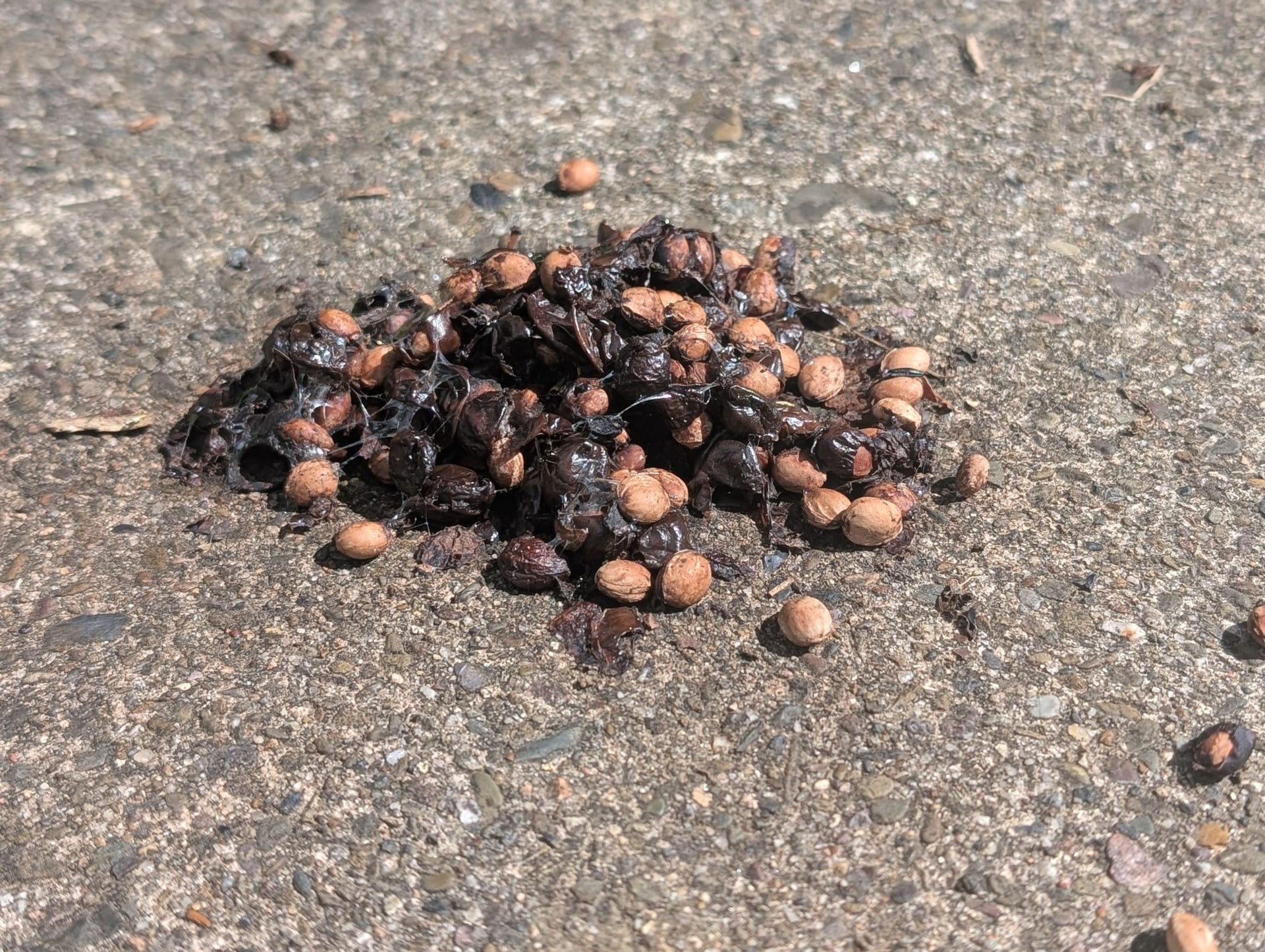 Haufen dunkler Losung voller Kirschkerne mit Schleimfäden auf Asphalt, Nahaufnahme. — Foto 1