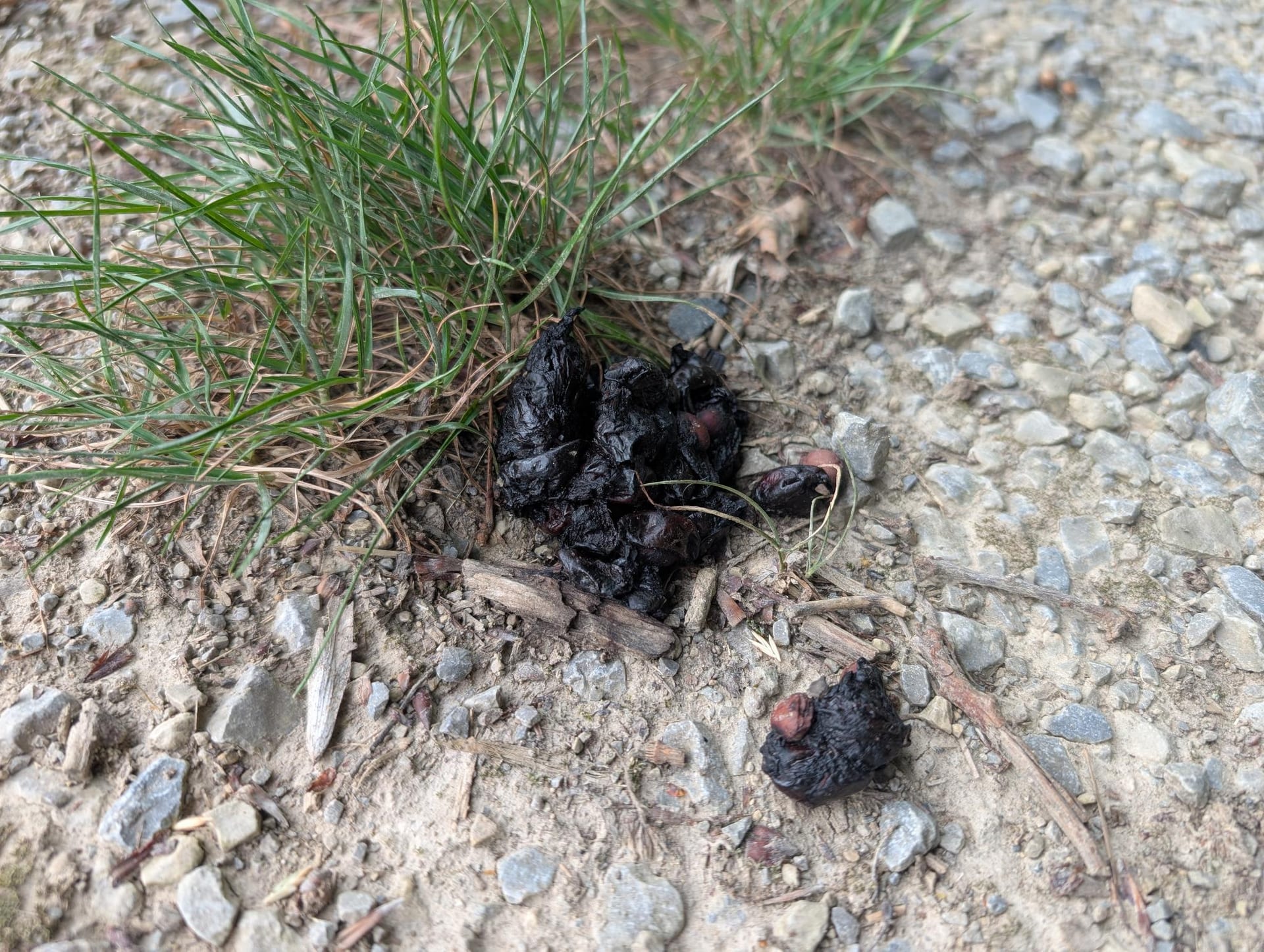 Steinmarder (Losung) auf Offene Schotterfläche mit Falllaub