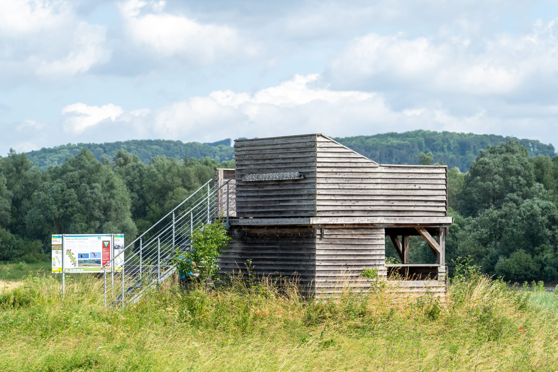 Rotmilan auf Weichholz-Auwald am Flusslauf