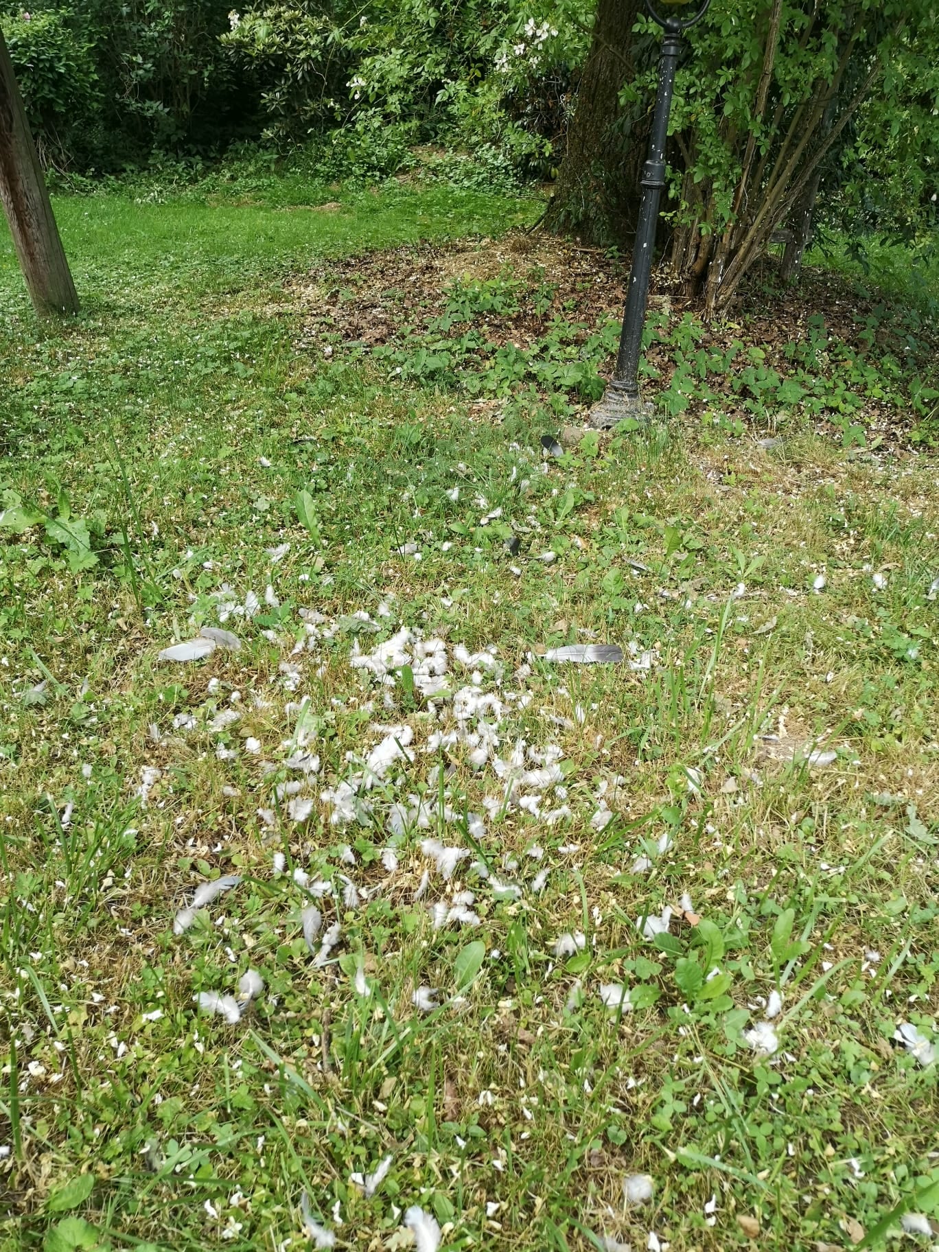 Zahlreiche weiße und graue Federn verstreut auf einer Gartenwiese, Rupfung eines Vogels nahe Laternenfuß.