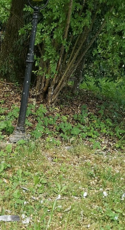 Stadttaube / Haustaube auf Dichtes mehrstämmiges Gehölz / Hecke