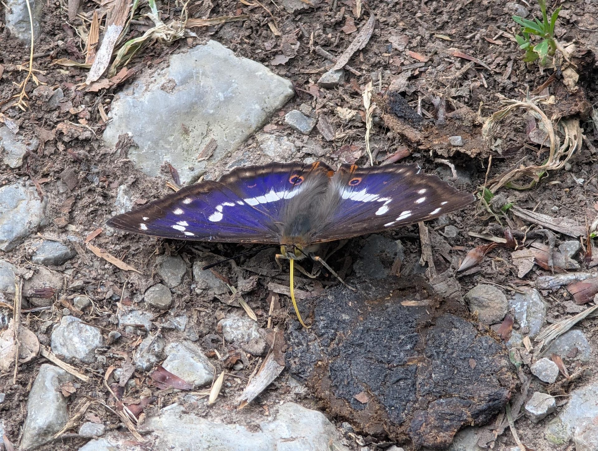 Schillerfalter mit blau-violett schillernden Flügeln und gelbem Saugrüssel auf steinigem Waldweg.