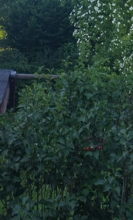 Kletterrose / Vielblütige Rose auf Dichte Gartenhecke / Strauchgürtel