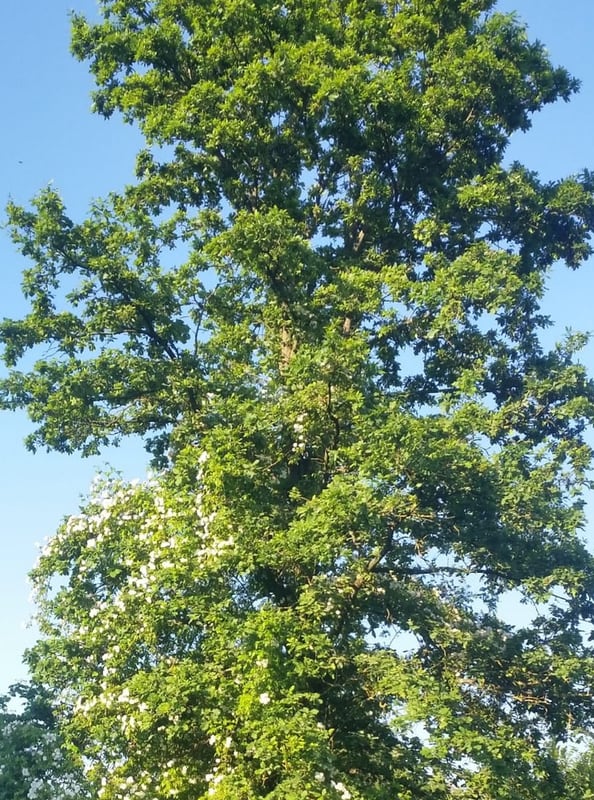 Kletterrose / Vielblütige Rose auf Hohe Laubbaumkrone