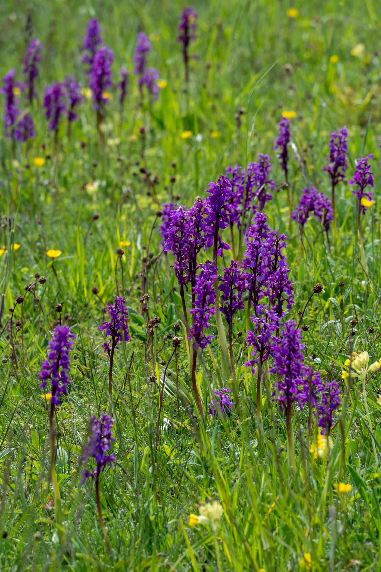 Stattliches Knabenkraut auf Bodennaher Grasfilz und Wiesenstreu