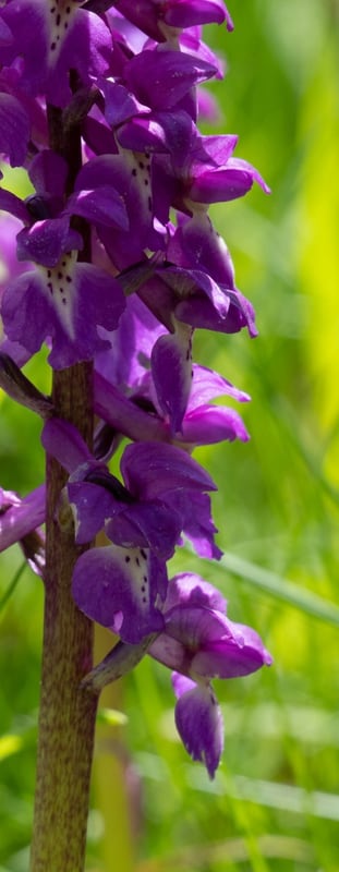 Stattliches Knabenkraut auf Dichter Orchideenhorst im Wiesenvordergrund