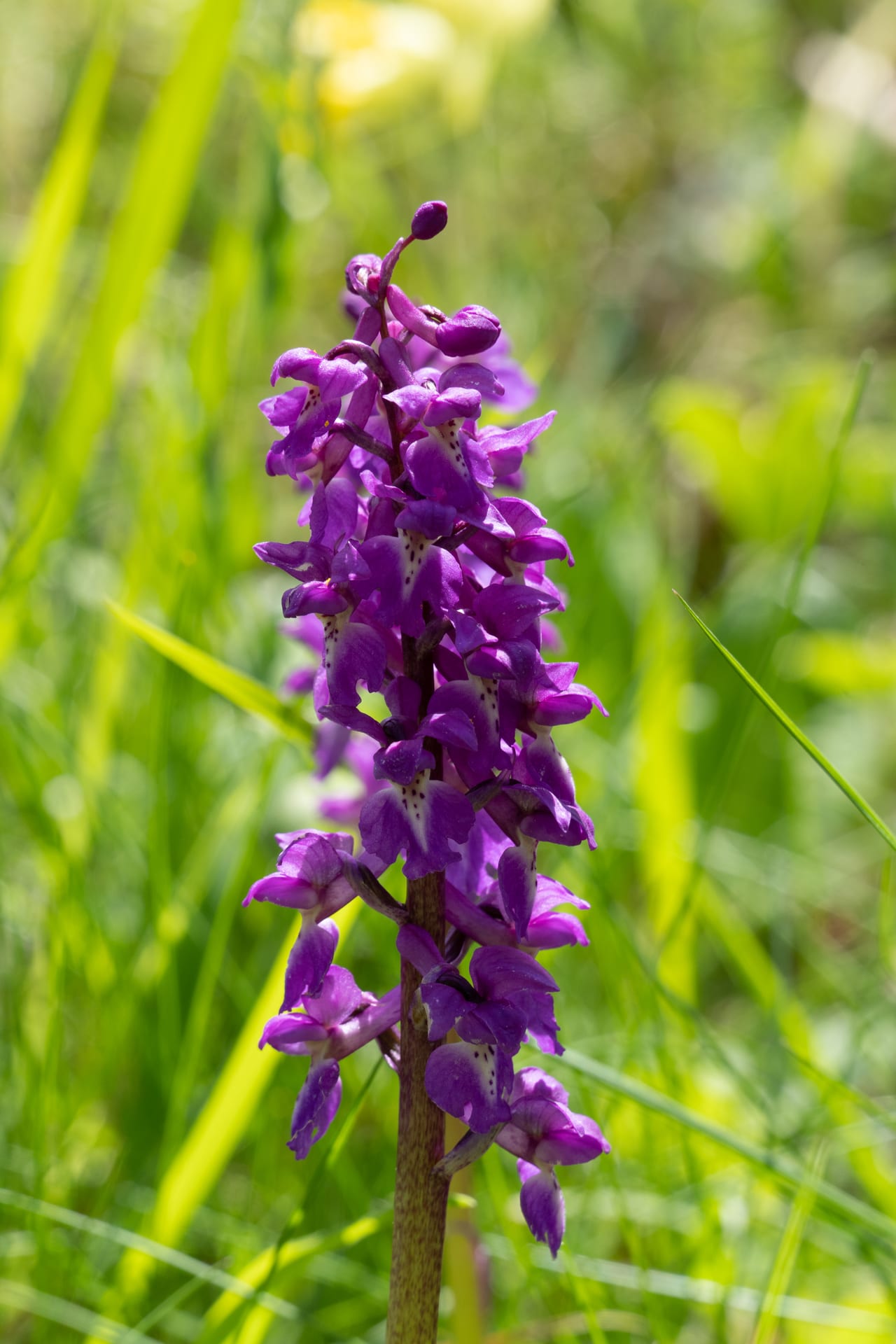 Stattliches Knabenkraut auf Schlüsselblumen-Bestand