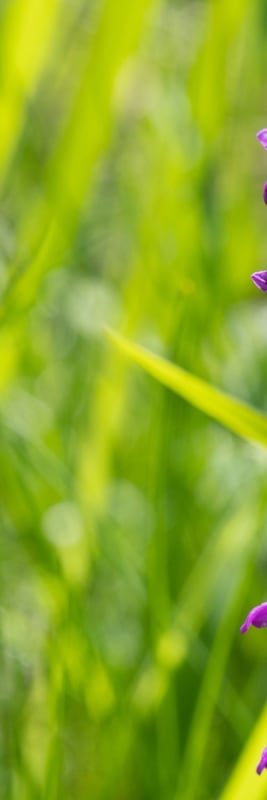Stattliches Knabenkraut auf Schlüsselblumen-Bestand