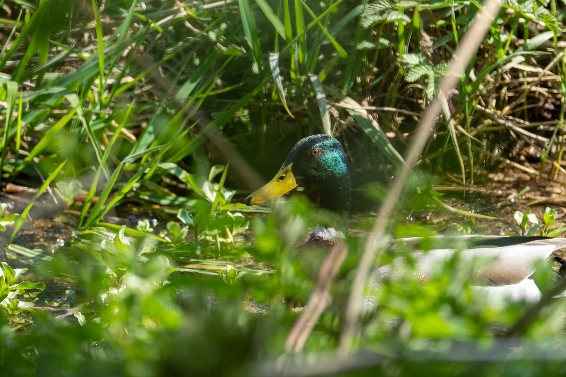 Stockente
