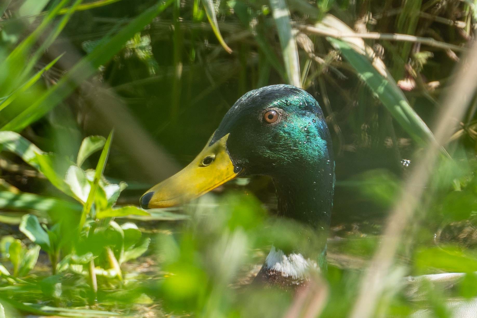 Stockente auf Schlammiger Uferrand mit Wasserpflanzen