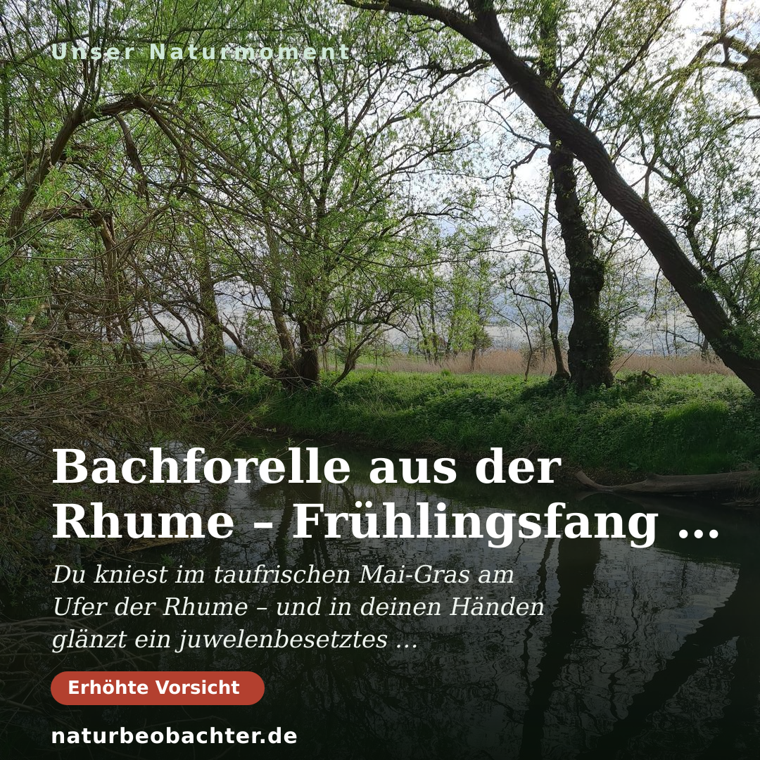 Druck-Vorschau: Bachforelle aus der Rhume – Frühlingsfang am klaren Flusslauf