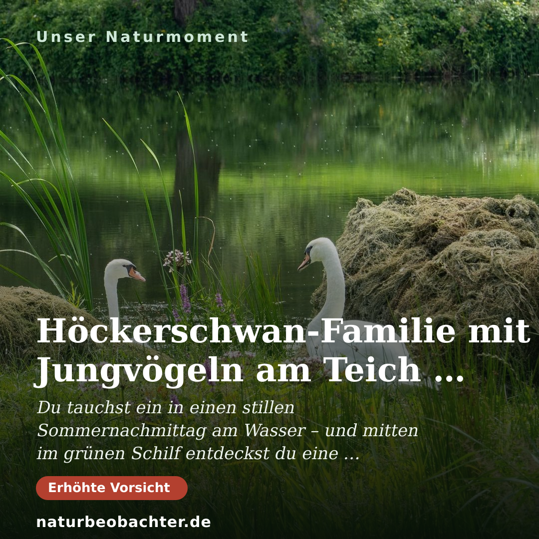 Druck-Vorschau: Höckerschwan-Familie mit Jungvögeln am Teich bei Morschen