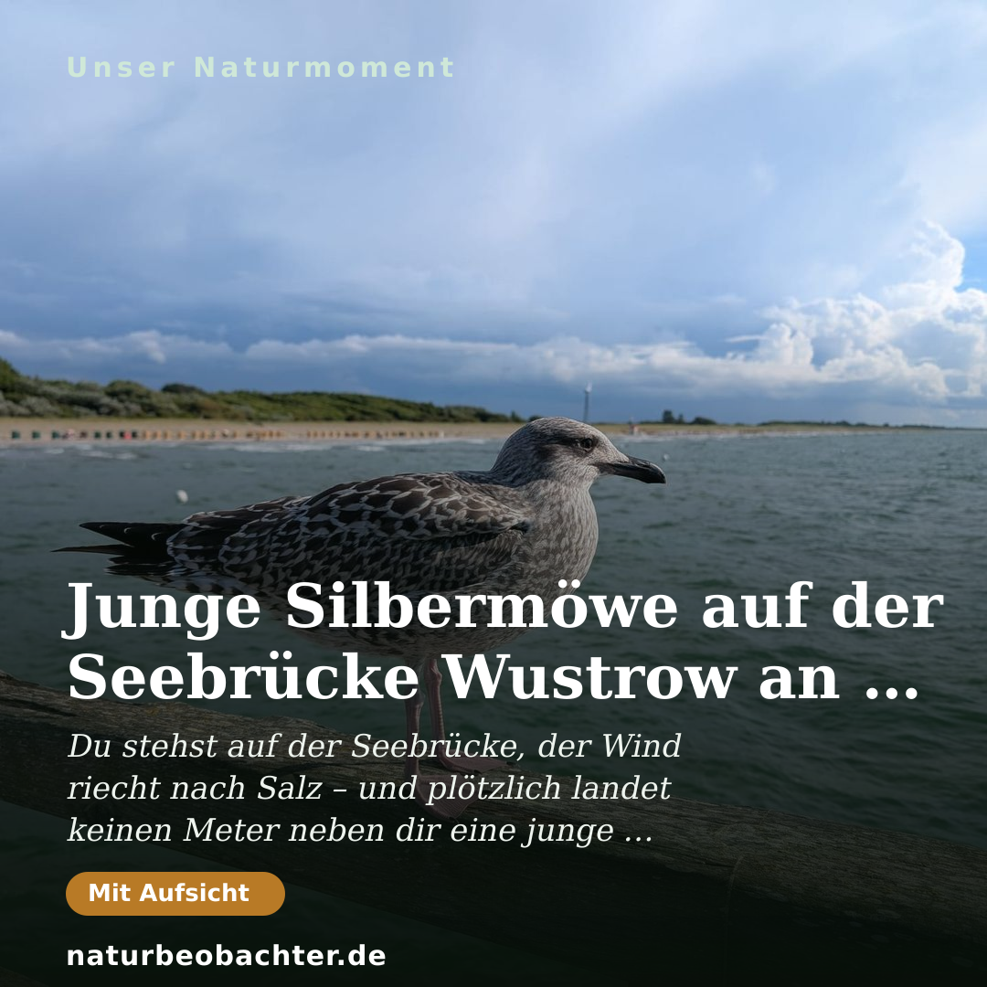 Druck-Vorschau: Junge Silbermöwe auf der Seebrücke Wustrow an der Ostsee